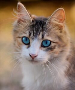 cat chat