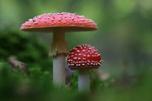 champignons champignons