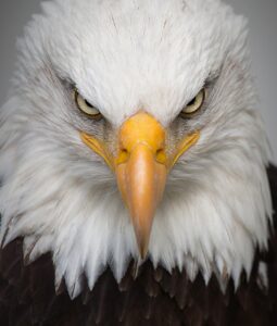 eagle aigle