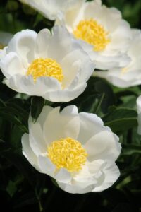 flowers Fleurs