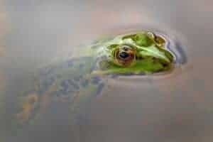 frog grenouille