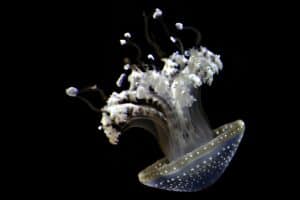 jellyfish méduse