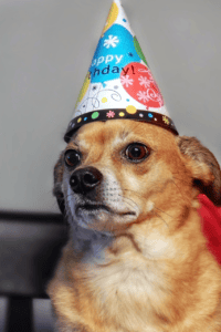 chien image A tuto sref
