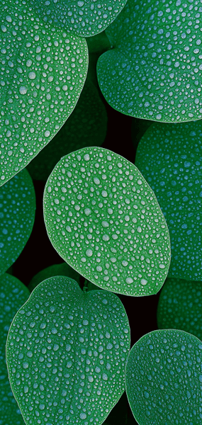 fonds ecran midjourney nature feuille vegetal vert 1 fonds ecran midjourney nature feuille vegetal vert 1